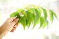 Neem leaves-Azadirachta indica Royalty Free Stock Photo