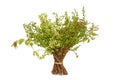 Neem leaves-Azadirachta indica Royalty Free Stock Photo
