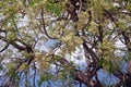 Neem or nim or margosa, a fast-growing tree of the mahogany family Meliaceae