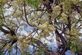 Neem or nim or margosa, a fast-growing tree of the mahogany family Meliaceae