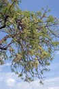 Neem or nim or margosa, a fast-growing tree of the mahogany family Meliaceae