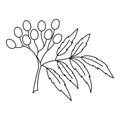 Neem. Nimtree or Indian lilac. Azadirachta indica. Used in perfumery. Editable stroke size. Vector line icon.