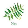 Neem or nimtree. medicinal plant, twig, flowers and berries