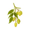 Neem Plant with Leafy Branch and Green Oily Fruits Vector Illustration