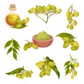 Neem Plant with Leafy Branches and Fruits Vector Set