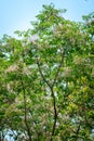 Neem in bloom in April