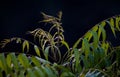 Neem Tree. Azadirachta indica, commonly known as neem, nimtree or Indian lilac Royalty Free Stock Photo