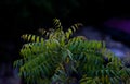 Neem Tree. Azadirachta indica, commonly known as neem, nimtree or Indian lilac Royalty Free Stock Photo