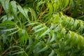 Neem tree Azadirachta indica leaves with water drops from rain Royalty Free Stock Photo