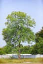 Neem tree, Azadirachta indica - very powerful Indian medicinal tree. Bright green leaves against the blue sky Royalty Free Stock Photo