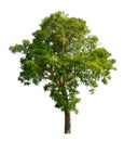 Neem tree