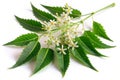 Neem Tree Leaves and Blossoms on White Background Royalty Free Stock Photo