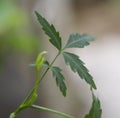 Neem Tree Leaves Close Up