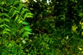 Neem tree leaves and flowers,ayurvedic nim or herbal,Skin problem,indian neem plants Ayurvedic herbs
