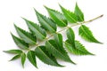 Neem tree leaves,isolated on white background Royalty Free Stock Photo