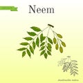 Neem tree, medicinal plant