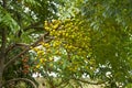 Neem tree natural medicine and fruit growing near Pune, Maharashtra. Royalty Free Stock Photo