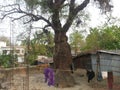 Neem Tree. Vhairob Para, Meherpur.