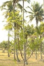 A neem tree in the village remote land. Very famous in homeopathy and ayurvedic mediacal treatment.