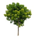 Neem tree on white isolate background