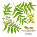 Neem vector set Royalty Free Stock Photo