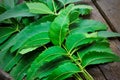 Neem on wooden table,neem leaves,ayurvedic neem,neem branch on table,neem herbs ,herbal neem,herbal neem leaves Royalty Free Stock Photo