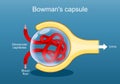 Nephron structure. Urine formation. Cross section of a Bowman capsule