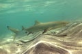 The negaprion brevirostris lemon shark cub