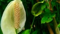 negatif space of Spathiphyllum Peace Lily or Spathiphyllum wallisii Royalty Free Stock Photo