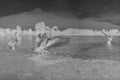 Negative ducks at Lake of Como, Film frame, black and white analog camera Royalty Free Stock Photo