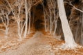 Negative forest with dark trail Royalty Free Stock Photo