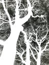 Negative image a bare winter twisted tree Royalty Free Stock Photo