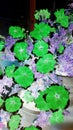 Negative image of Petunia flowers