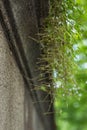 Negative phototropism of seeds of Cymbalaria muralis