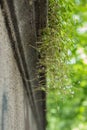 Negative phototropism of seeds of Cymbalaria muralis