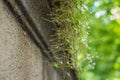 Negative phototropism of seeds of Cymbalaria muralis