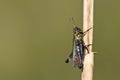 Negertje, Woodland Grasshopper, Omocestus rufipes