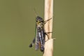 Negertje, Woodland Grasshopper, Omocestus rufipes