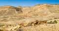 Negev desert in the early spring, Israel Royalty Free Stock Photo
