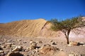 Negev Desert landscape. Single tree on way to Red Canyon. Eilat, Israel