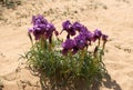 Negev iris or Iris Mariae Royalty Free Stock Photo
