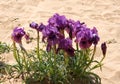 Negev iris or Iris Mariae Royalty Free Stock Photo