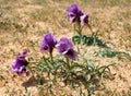 Negev iris or Iris Mariae Royalty Free Stock Photo