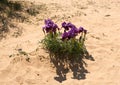 Negev iris or Iris Mariae Royalty Free Stock Photo