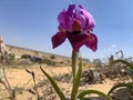 Negev iris or Iris Mariae Royalty Free Stock Photo