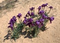 Negev iris or Iris Mariae Royalty Free Stock Photo