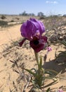 Negev iris or Iris Mariae Royalty Free Stock Photo