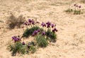 Negev iris or Iris Mariae Royalty Free Stock Photo