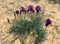 Negev iris or Iris Mariae Royalty Free Stock Photo
