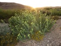 Negev woestijn in bloei; Negev desert in bloom; Israel